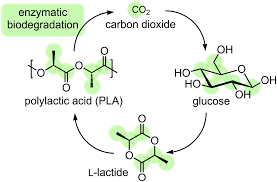 ترجمه شیمی - تولید کارامد اسیدپلی لاکتیک و کوپلیمرهای آن بوسیله متابولیسم