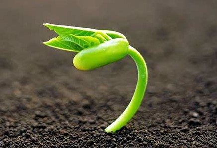 ترجمه شیمی - فشرده سازی خاک