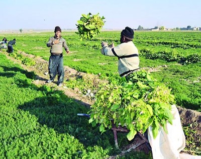 ترجمه کشاورزی - اثرات تغییر اقلیمی روی کشاورزی و ایمنی غذایی