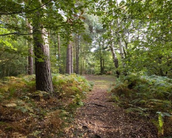ترجمه محیط زیست-آزمایش هایی مهم برای شاخص های گلسنگ تداوم زیست محیطی زمین های جنگلی