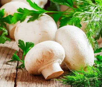 پایان نامه مکانیک - مکانیزه کردن یک واحد تولید قارچ